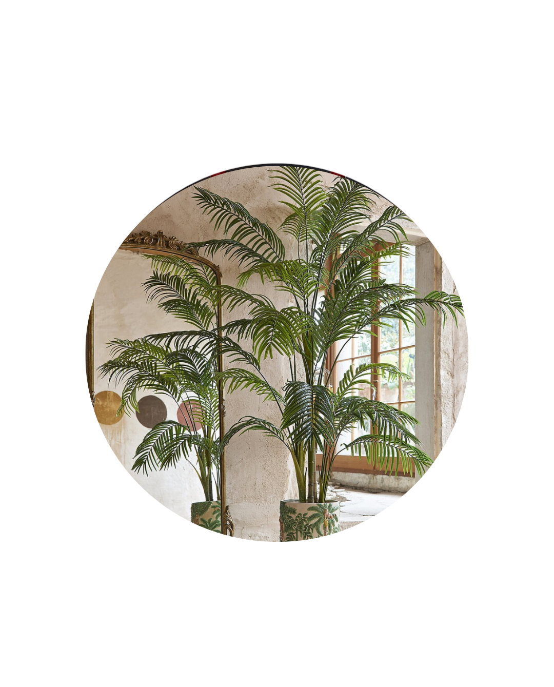 PLANTAS